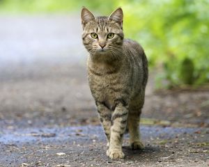 Preview wallpaper cat, walk, striped, muzzle