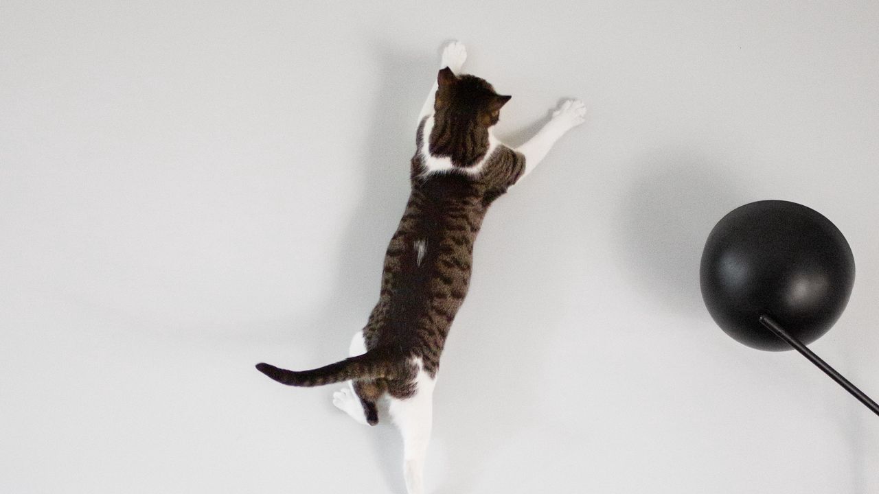 Wallpaper cat, wall, jump, play