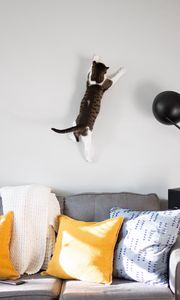 Preview wallpaper cat, wall, jump, play