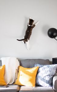 Preview wallpaper cat, wall, jump, play