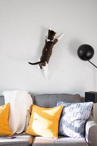 Preview wallpaper cat, wall, jump, play