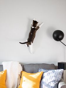 Preview wallpaper cat, wall, jump, play