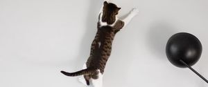 Preview wallpaper cat, wall, jump, play
