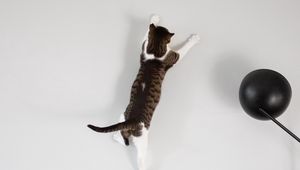 Preview wallpaper cat, wall, jump, play