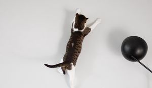 Preview wallpaper cat, wall, jump, play