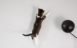 Preview wallpaper cat, wall, jump, play