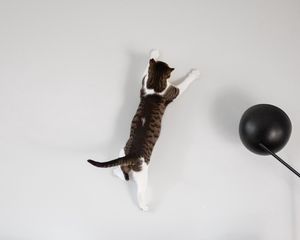 Preview wallpaper cat, wall, jump, play