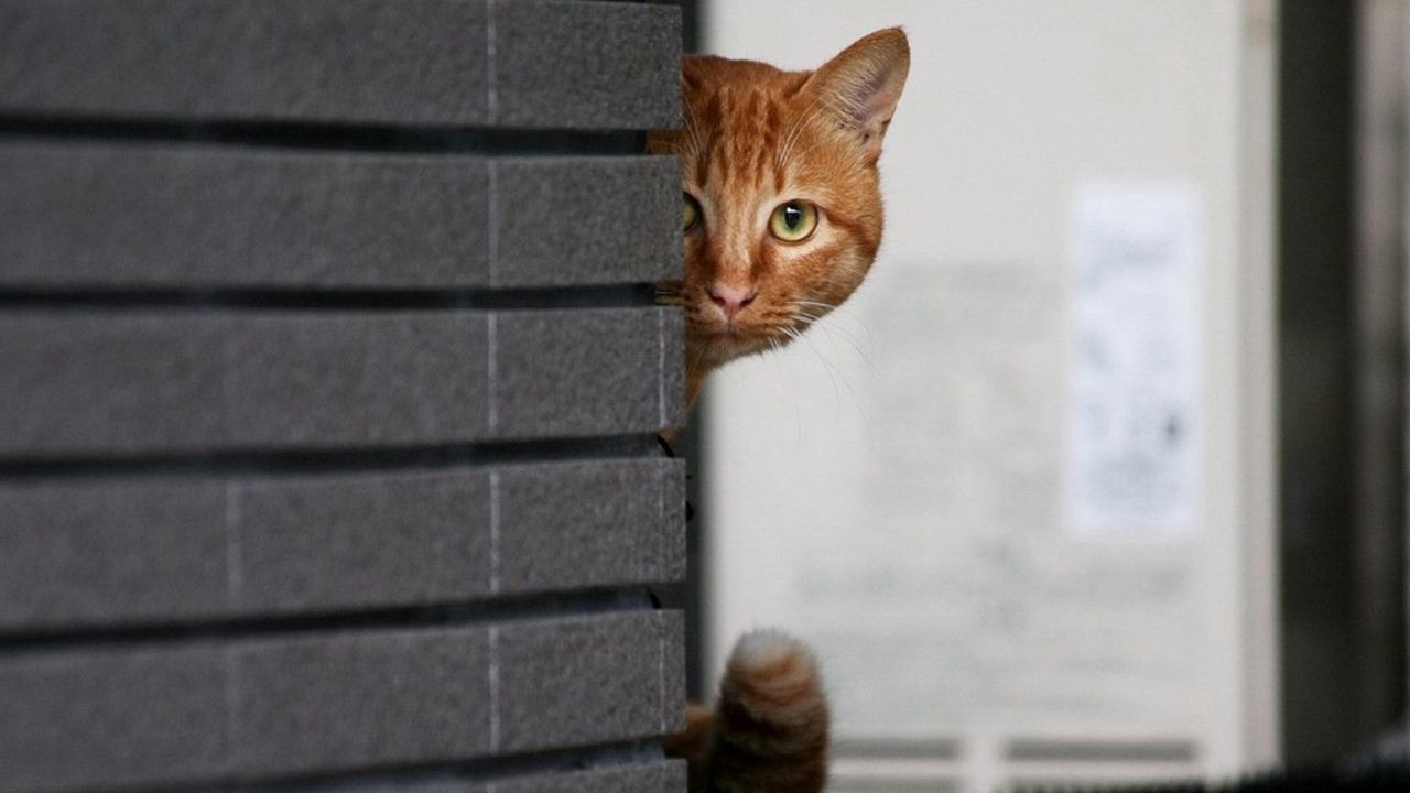 Wallpaper cat, wall, peek, hide