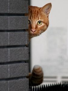 Preview wallpaper cat, wall, peek, hide