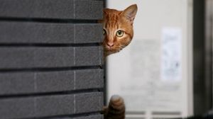 Preview wallpaper cat, wall, peek, hide