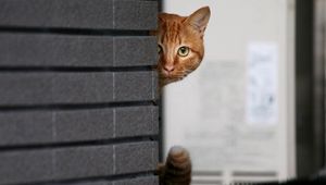 Preview wallpaper cat, wall, peek, hide