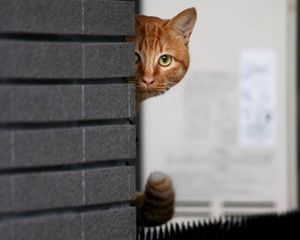 Preview wallpaper cat, wall, peek, hide