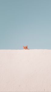 Preview wallpaper cat, wall, peeking, funny, minimalism