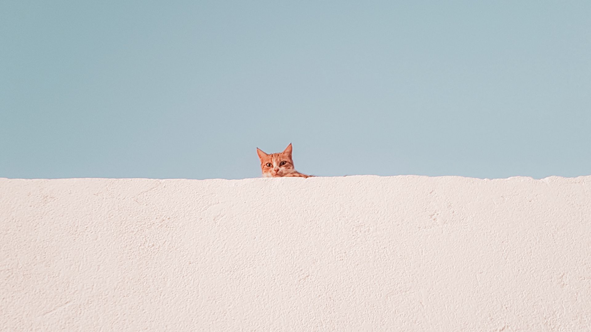 Download wallpaper 1920x1080 cat, wall, peeking, funny, minimalism full hd, hdtv, fhd, 1080p hd