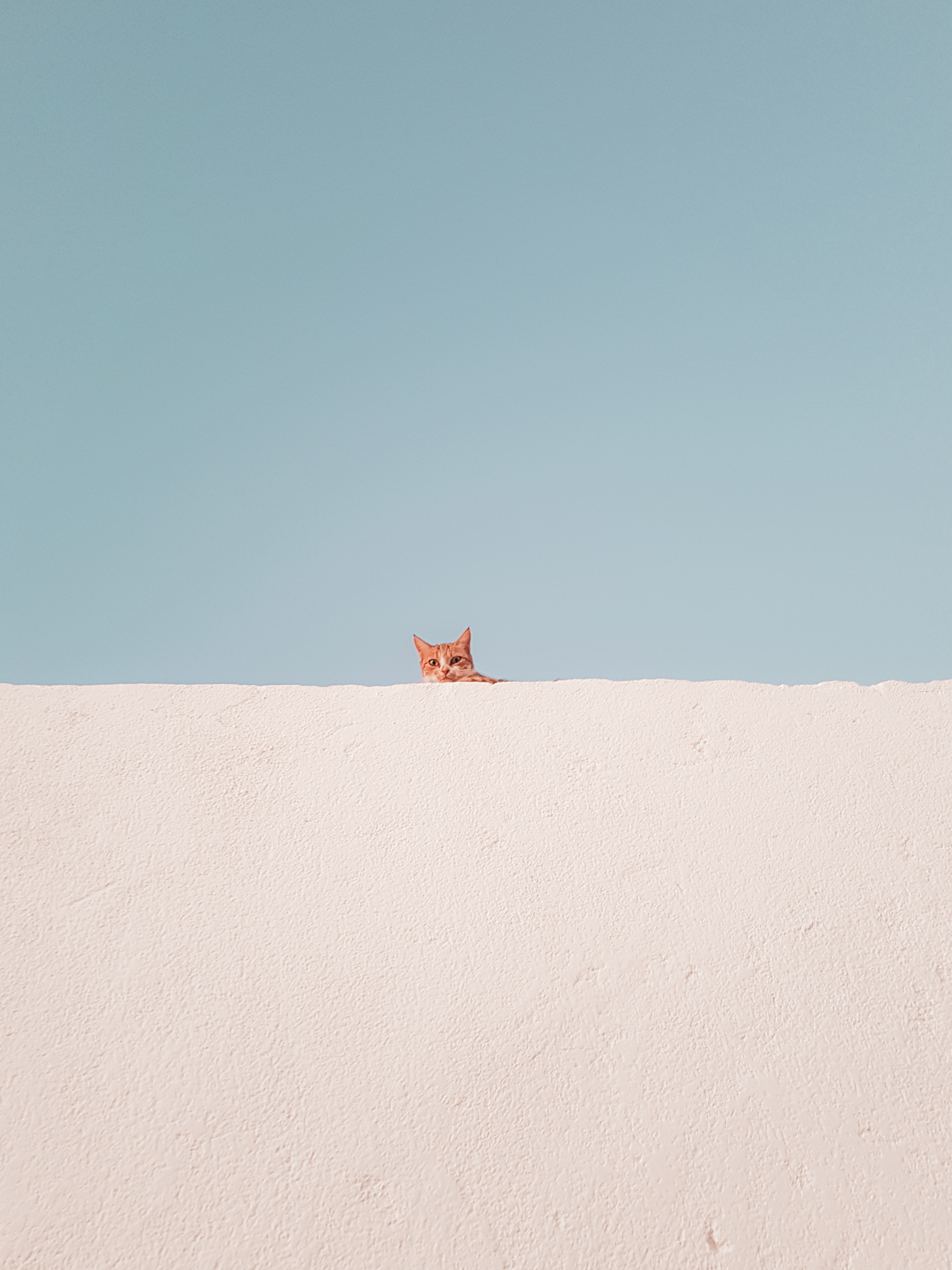 Download wallpaper 2711x3615 cat, wall, peeking, funny, minimalism hd background