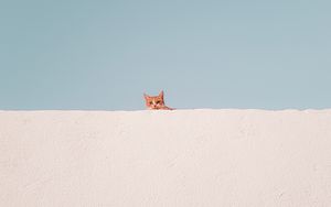 Preview wallpaper cat, wall, peeking, funny, minimalism