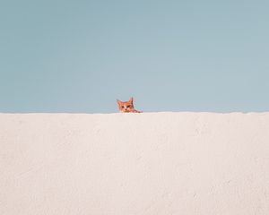 Preview wallpaper cat, wall, peeking, funny, minimalism