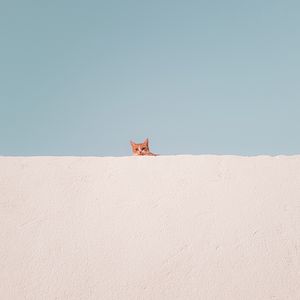 Preview wallpaper cat, wall, peeking, funny, minimalism