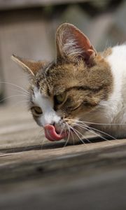 Preview wallpaper cat, wash, tongue, lie