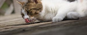 Preview wallpaper cat, wash, tongue, lie