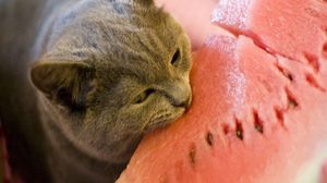 Preview wallpaper cat, watermelon, food, bite