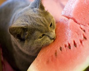 Preview wallpaper cat, watermelon, food, bite