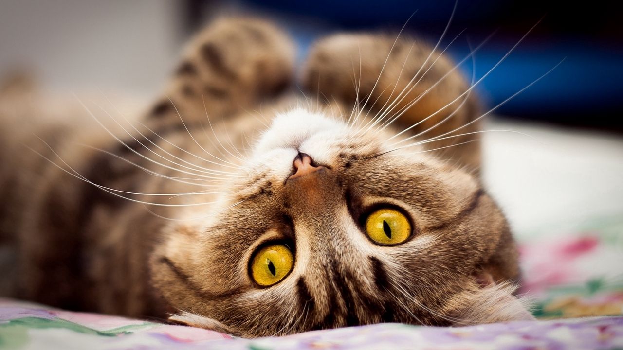 Wallpaper cat, whiskers, eyes