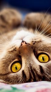 Preview wallpaper cat, whiskers, eyes