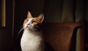 Preview wallpaper cat, white and red, color, green eyes, look, chair