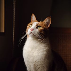 Preview wallpaper cat, white and red, color, green eyes, look, chair