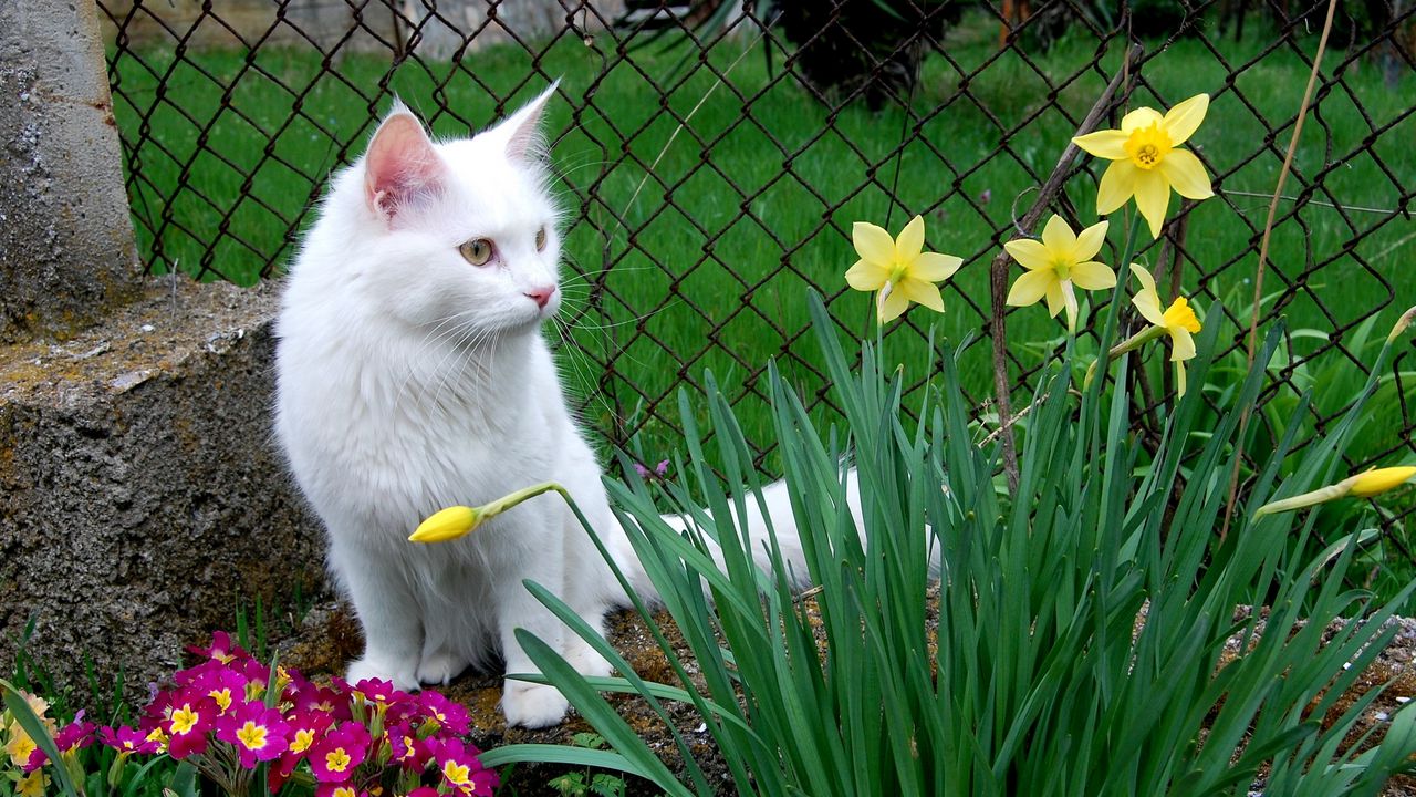 Wallpaper cat, white cat, flowers, sitting, grass, flower bed