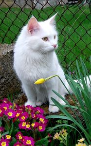 Preview wallpaper cat, white cat, flowers, sitting, grass, flower bed