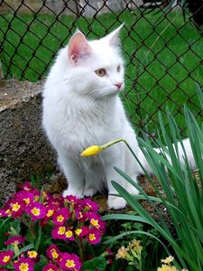 Preview wallpaper cat, white cat, flowers, sitting, grass, flower bed