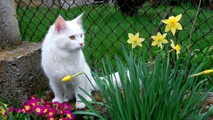 Preview wallpaper cat, white cat, flowers, sitting, grass, flower bed