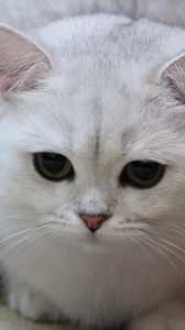 Preview wallpaper cat, white, eyes, sad, light, sweet