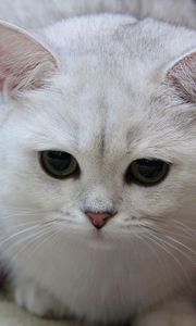 Preview wallpaper cat, white, eyes, sad, light, sweet