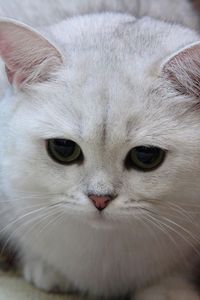 Preview wallpaper cat, white, eyes, sad, light, sweet