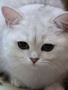 Preview wallpaper cat, white, eyes, sad, light, sweet