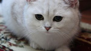 Preview wallpaper cat, white, eyes, sad, light, sweet