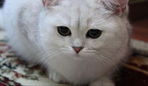 Preview wallpaper cat, white, eyes, sad, light, sweet