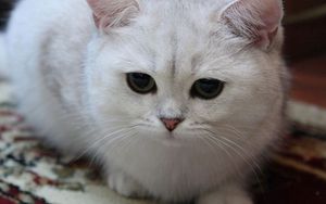 Preview wallpaper cat, white, eyes, sad, light, sweet