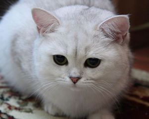 Preview wallpaper cat, white, eyes, sad, light, sweet