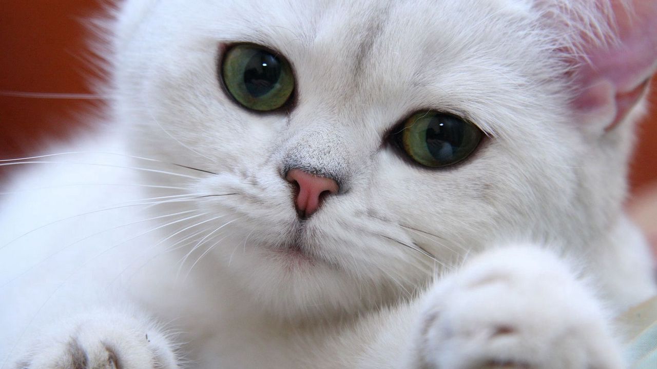 Wallpaper cat, white, eyes, face, green, sweet