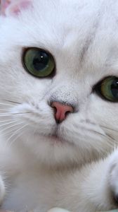 Preview wallpaper cat, white, eyes, face, green, sweet