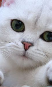 Preview wallpaper cat, white, eyes, face, green, sweet