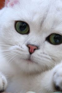 Preview wallpaper cat, white, eyes, face, green, sweet