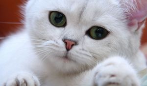 Preview wallpaper cat, white, eyes, face, green, sweet