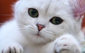 Preview wallpaper cat, white, eyes, face, green, sweet