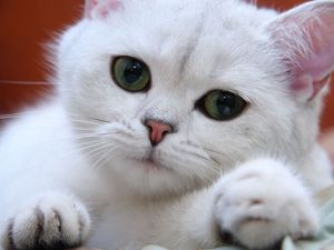 Preview wallpaper cat, white, eyes, face, green, sweet