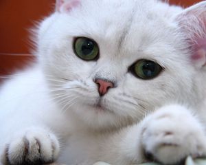 Preview wallpaper cat, white, eyes, face, green, sweet